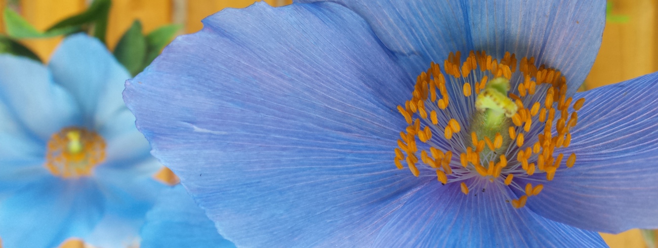 Anna  Blackwood Blackwood Gardens Banner Image