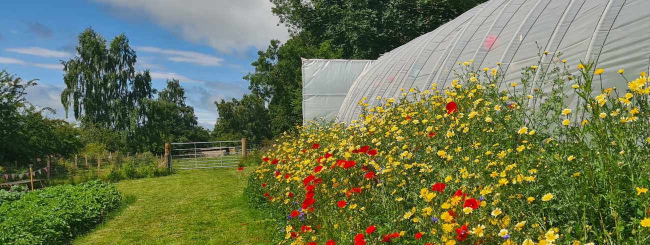 Christiane Valluri-Nitsch GROWSPACE  Banner Image