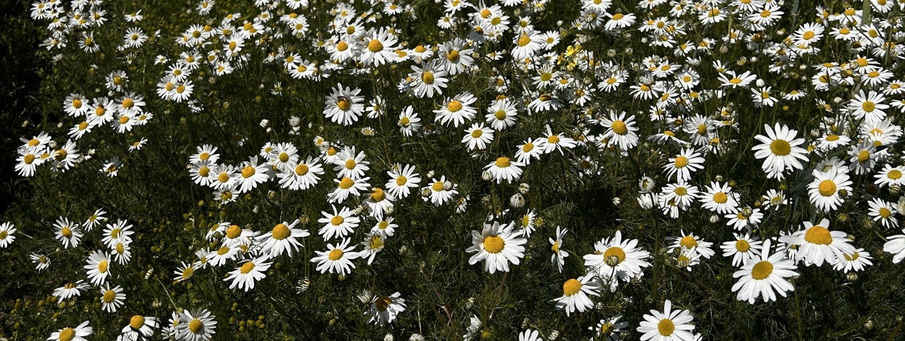 Krista Bunce KB Support Banner Image