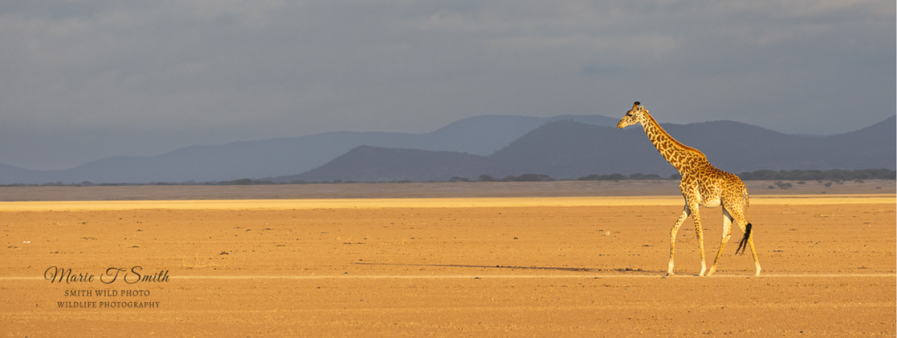 Marie Smith - Smith Wild Photo Banner Image
